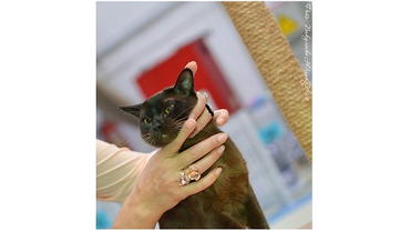 соболиная бурма