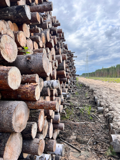 Бревна хвойные (ель, сосна) для устройства лежневых дорог 3 сорт ГОСТ 9463-88