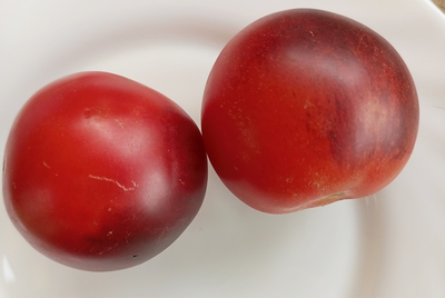 Томат Гондвана роза (Dwarf Gondwana Rose)