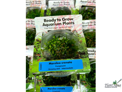 Марсилия Крената (меристемная) Сингапур