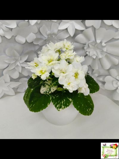 Adirondack Moon (S. Sorano) (детка)