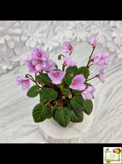 Frosted Fantasy (C.Sotkiewicz) трейлер