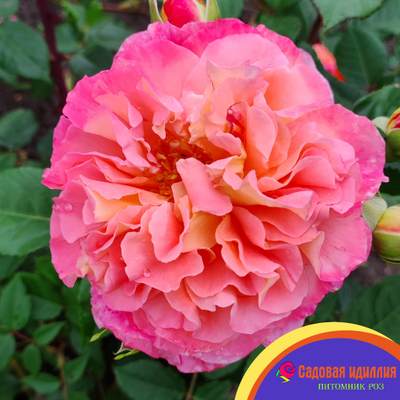 Августа луиза (Augusta Luise)