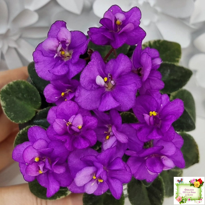 Ness' Tiny Flame (D.Ness)