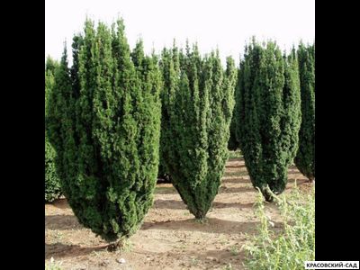 Тисс ягодный Фастигиата - Fastigiata