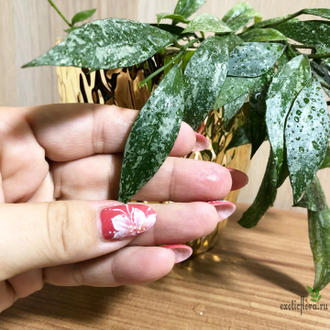 Hoya lacunosa "Laos"  (Full splash red leaves)