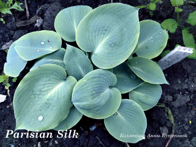 Хоста Parisian Silk