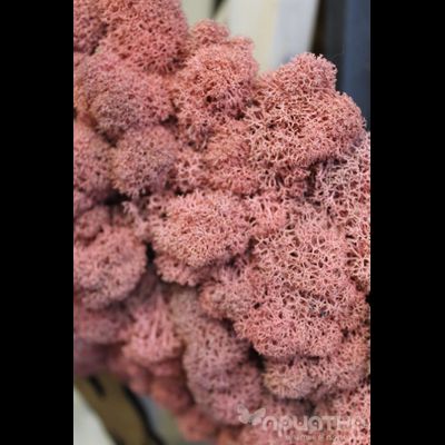 ЖИВАЯ ЭКО-КАРТИНА 1026