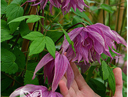 Клематис Purple Dream, C2