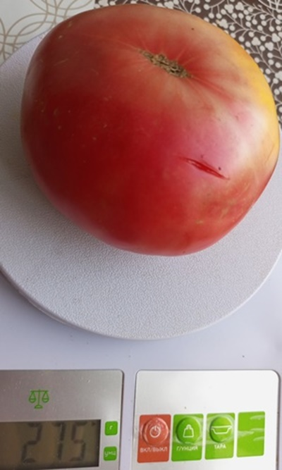 Томат Царский подарок