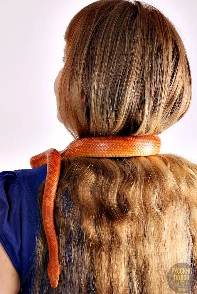 Полоз маисовый, Pantherophis guttatus