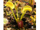 Dionaea muscipula Clone X-11