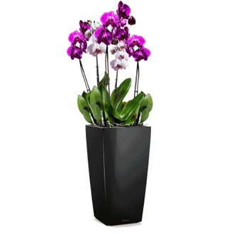 Орхидея Фаленопсис + CUBICO 22 Черный блестящий
