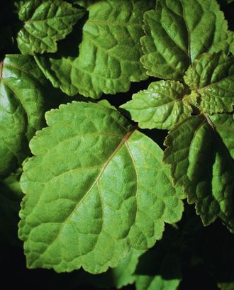 Healingwood 81215 (IFF) / Пачулол натуральный кристаллы