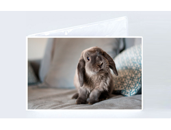 Обложка на зачетную книжку год Кролика №15