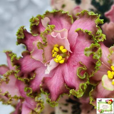 МТ-Пески Времени (М. Тотиева) 2022 г.