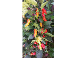 Перец острый  Naga Smooky Rainbow