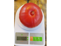 Томат Лидия Боровая