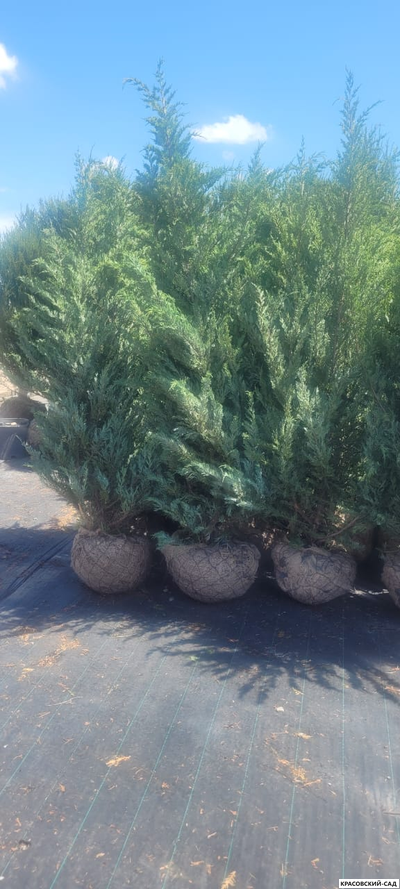 Можжевельник Мунглоу - Moonglow