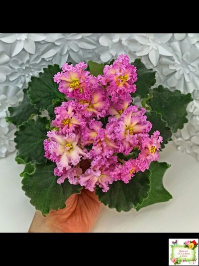 РМ-Богиня Солнца (Н. Скорнякова) 2019 г.