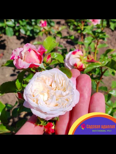 Элиан Жилле (Elaine Gilett)