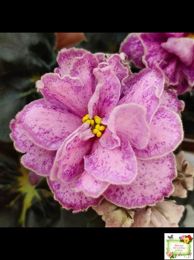 АВ-Шиповник (Фиалковод) 2021 г. (гёрл-листва)