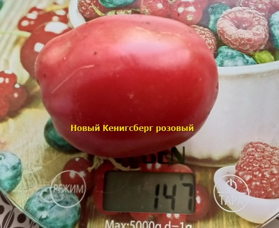 Томат Новый Кенигсберг розовый