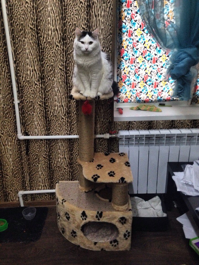 Домик для кошки Любимый №041