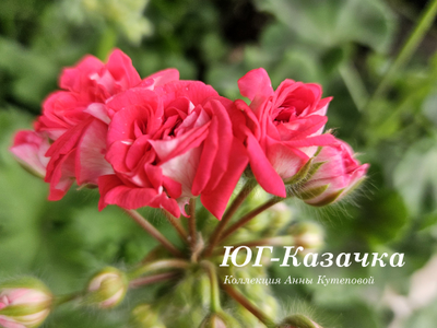 Пеларгония ЮГ-Казачка