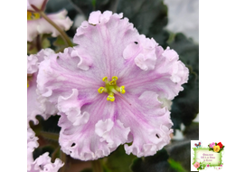 ВаТ-Любимая Внучка (Т.Валькова) 2016 г.