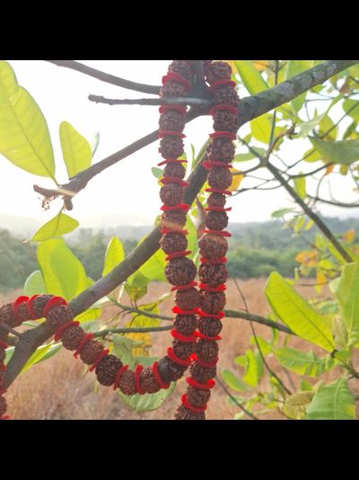 Четки Premium quality из натуральной крупной Рудракши 54 бусины красные