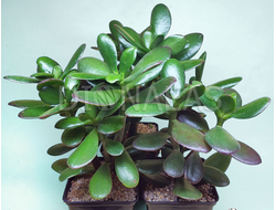 Crassula ovata - Крассула Овата, Крассула овальная, Денежное дерево, Толстянка овальная