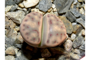 Lithops dinteri ssp. multipunctata 
 