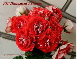 Пеларгония ЮГ-Лакомый Кусочек