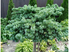 Лиственница японская Блю Драфт на штамбе 90см.