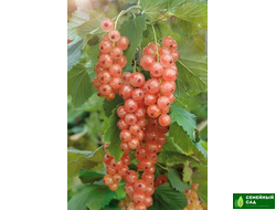 Смородина красная "Голландская розовая"