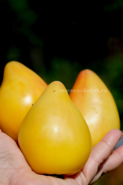 Томат Белое Сердце Софии