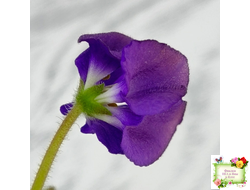 LV-Дудочка и Кувшинчик (Л. Шевелева) 2025 г. трейлер (гёрл-лист с прилистниками)