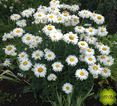 НИВЯНИК "КРЕЙЗИ ДЕЙЗИ"