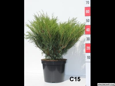 Можжевельник обыкновенный Мейер в сетке и мешковине готова к доставке - Красовский-Сад.рф
