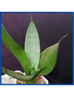 Sansevieria 'Moonshine'