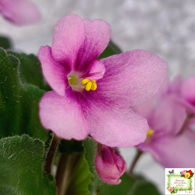 LV-Звезда в Ночи (Л. Шевелева) 2025 г. трейлер (клакамасный лонг)