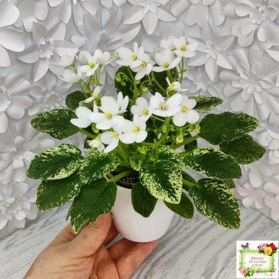 Alan’s Fallen Angel (A.Murphy) трейлер