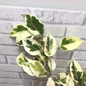 Ficus Benjamina De Gantel  Big leaf / фикус Бенджамина Де гантель крупный лист