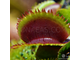 Dionaea muscipula Bohemian garnet