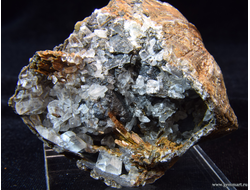 Гипс и псиломелан в полости ракушки. 61*50*39мм