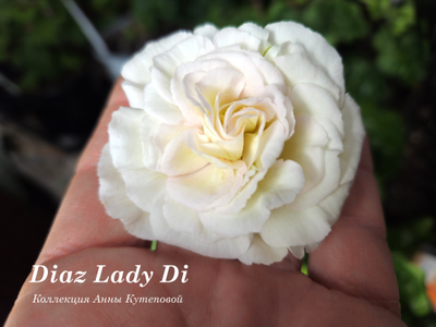 Пеларгония Diaz Lady Di