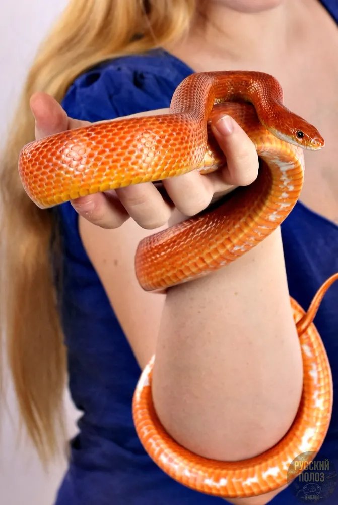 Полоз маисовый, Pantherophis guttatus