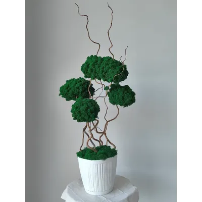 Живая эко-композиция 1002