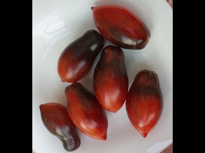 Томат Сливка Гурман